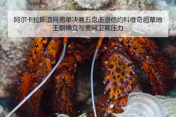a-er-ka-la-si-wen-wang-nan-dan-jue-sai-wu-pan-ji-tui-de-yue-ke-wei-qi-hou-cao-di-wang-chao-que-li-yu-mei-wang-wei-mian-2-518.jpg